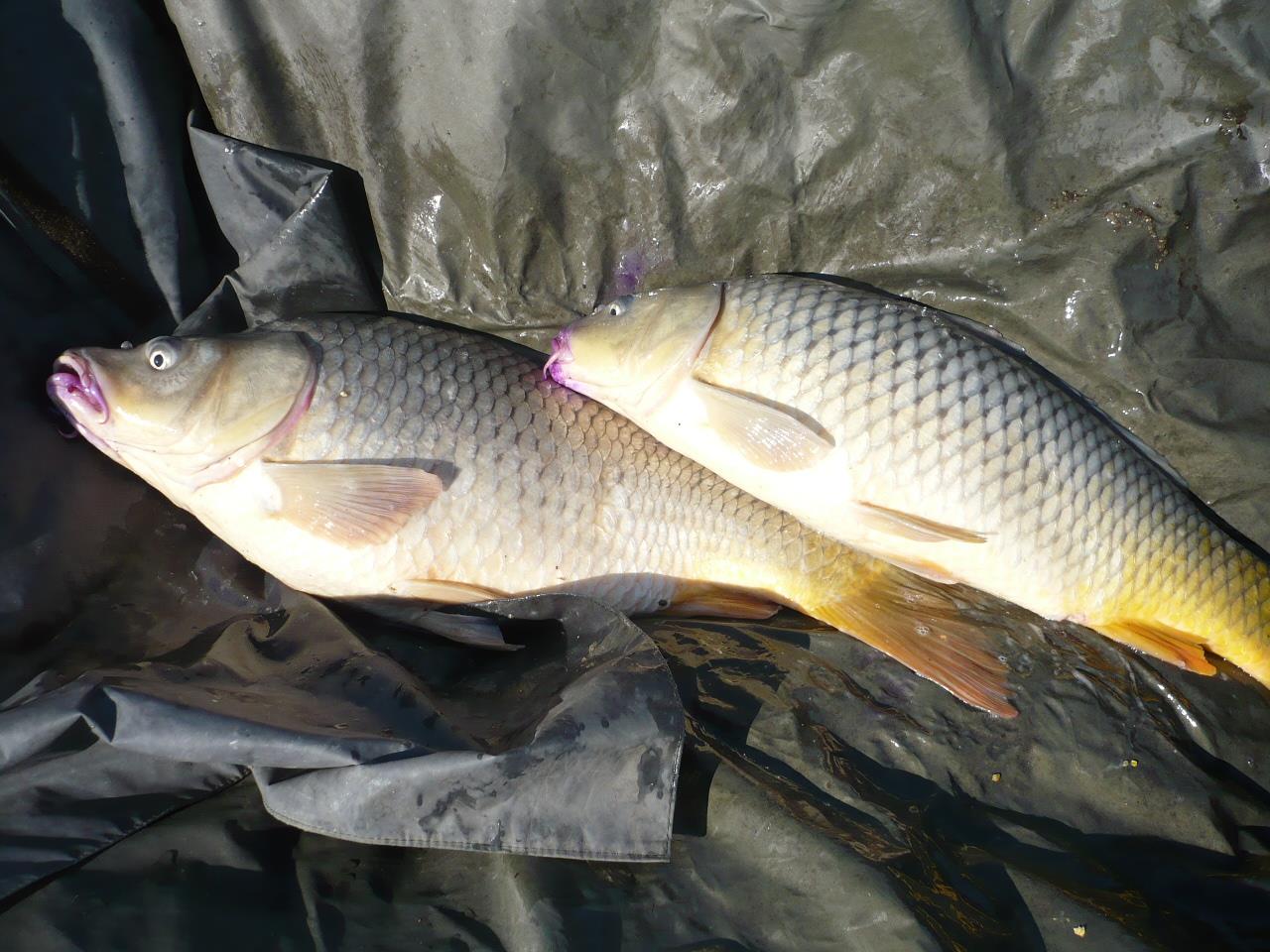 MV2 - 20.MAR.2014 - p1020226.JPG